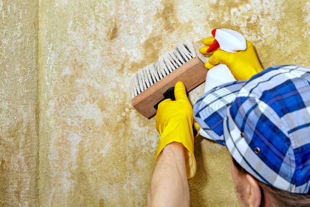 Best Mold Odor Removal Services  in Buena Vista, MI