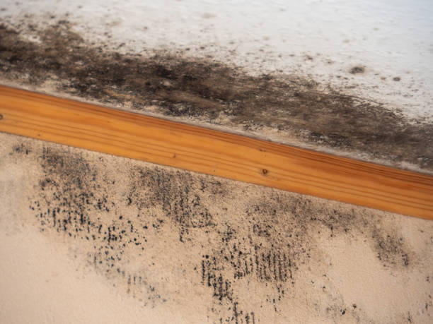Best Environmental Consulting for Mold Prevention  in Buena Vista, MI