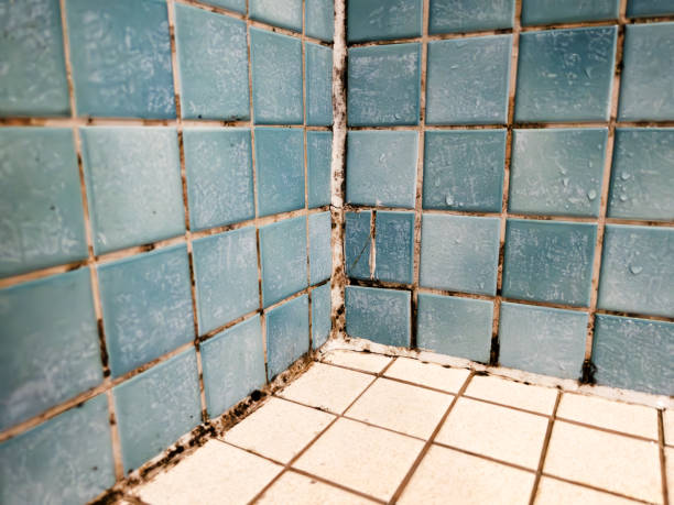 Best Mold Remediation for Healthcare Facilities  in Buena Vista, MI